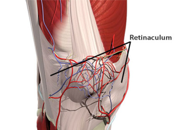 Working the patellar retinaculum - Academy of Clinical Massage