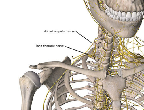 Long Thoracic Nerve Compression Academy Of Clinical Massage