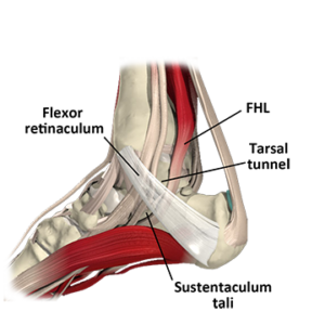 Flexor Hallucis Longus Dysfunction - Academy of Clinical Massage