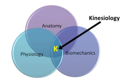 Kinesiology- May The Force Be With You - Academy Of Clinical Massage