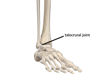 Bones and joints of the ankle complex
