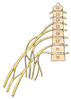 The Double Crush Phenomenon - Academy of Clinical Massage