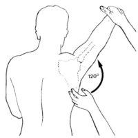 Scapulohumeral Rhythm - Academy of Clinical Massage