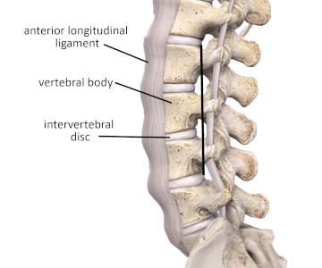 posterior longitudinal ligament cadaver