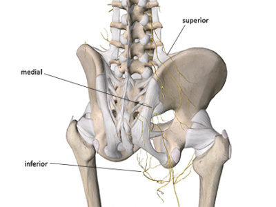 Image of the superior, inferior, and medial cluneal nerves