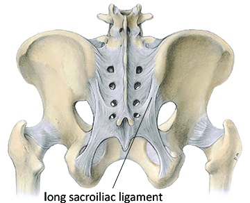 Image of the long sacroiliac ligament