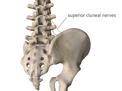 the superior cluneal nerves