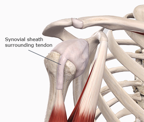 An Inside Look at Bicipital Tendinopathy - Academy of Clinical Massage